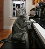 chat piano