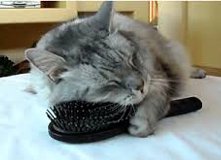 chat brosse