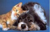 chat et chien